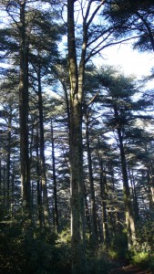 Forêt des cèdres © PNRL