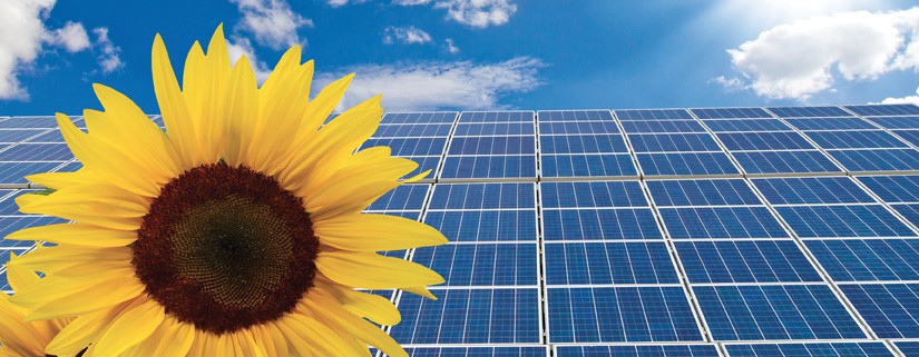 New solar cells and sunflowers